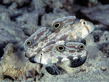 Signigobius biocellatus