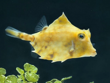 Tetrosomus gibbosus - Pyramiden-Kofferfisch