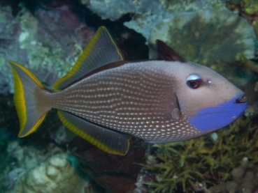 Xanthichthys auromarginatus - Drückerfisch (Pärchen)