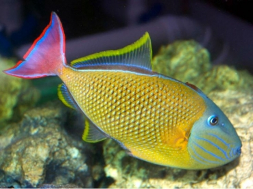 Xanthichthys mento - Drückerfisch (Pärchen)