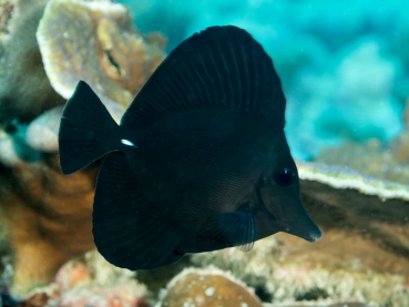 Zebrasoma rostratum - Schwarzer Segelflossen Doktor