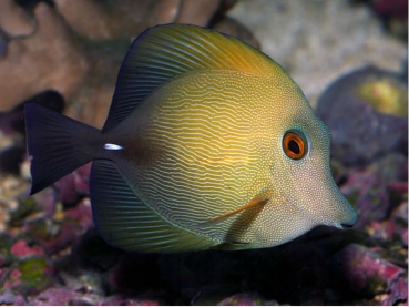 Zebrasoma scopas - Brauner Segelflossen-Doktor