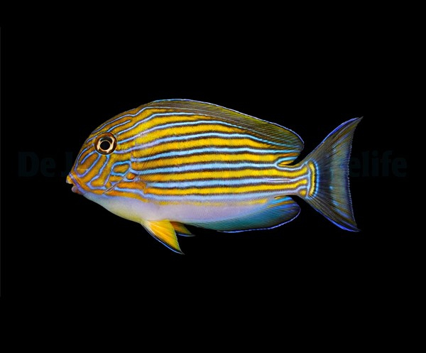 Acanthurus lineatus - Blaustreifen Doktorfisch