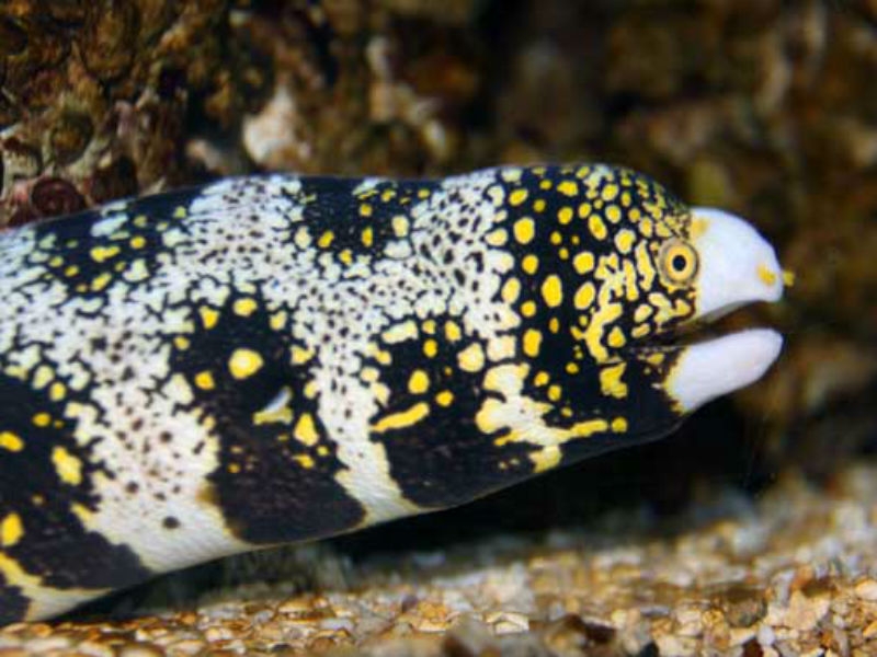 Echidna nebulosa - Sternmuräne