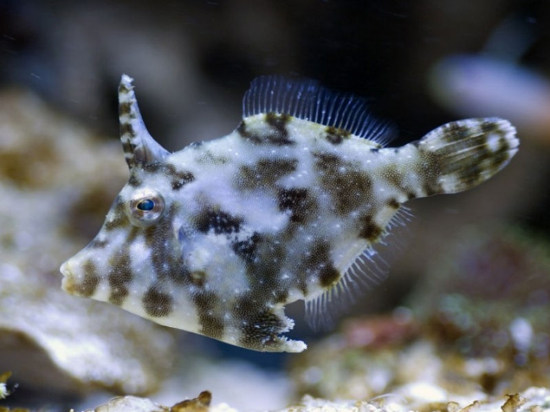 Acreichthys tomentosus - Seegras- oder Tangfeilenfisch