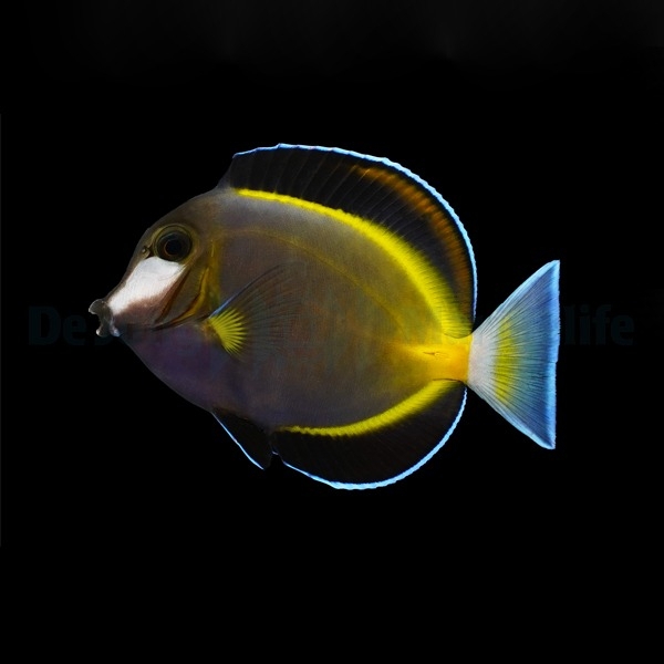 Acanthurus japonicus - Japanischer Doktorfisch