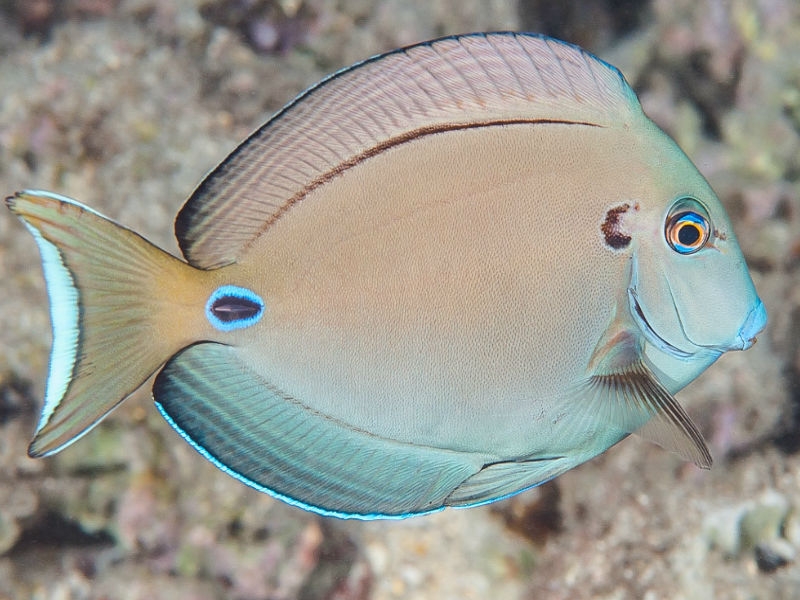 Acanthurus tennentii Kreisdorn - Doktor