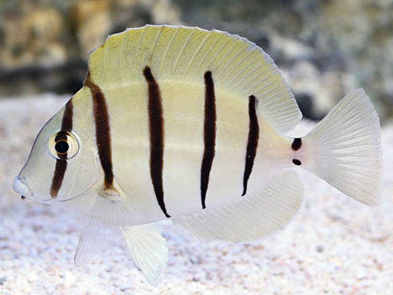 Acanthurus triostegus Gitter-Doktorfisch, Sträflings-Doktorfisch