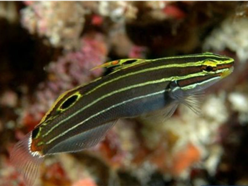 Amblygobius hectori