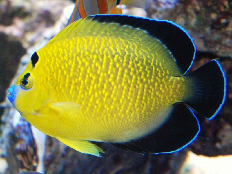 Apolemichthys xanthopunctatus - Goldtupfen-Kaiserfisch