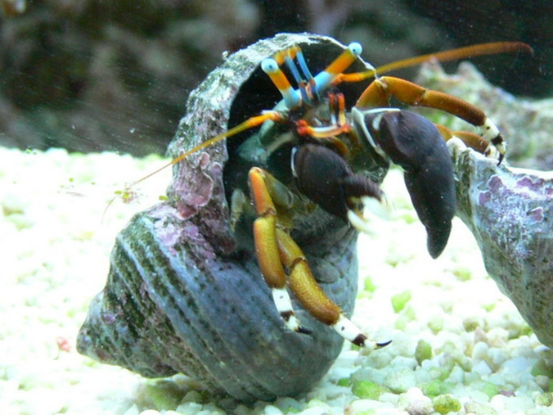 Calcinus sp. Aquacultur NZ