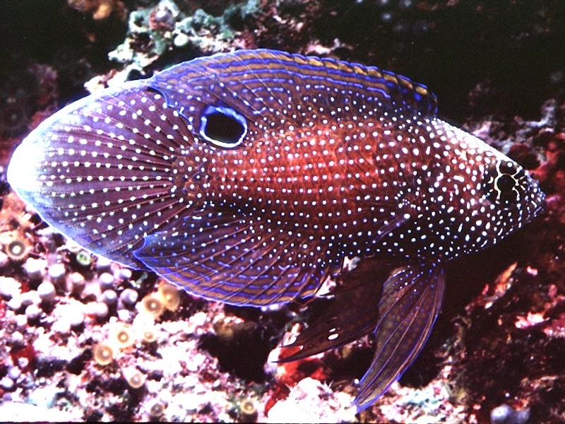 Calloplesiops argus - Phantom Mirakelbarsch