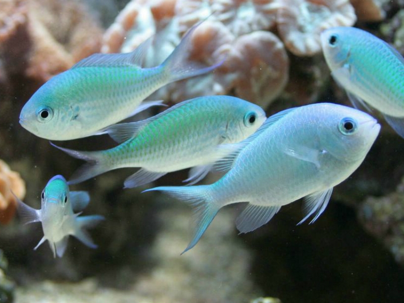 Chromis viridis - grünes Schwalbenschwänzchen