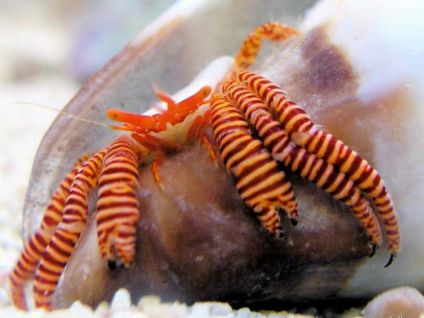 Ciliopagurus strigatus - Ringelsocken-Einsiedlerkrebs