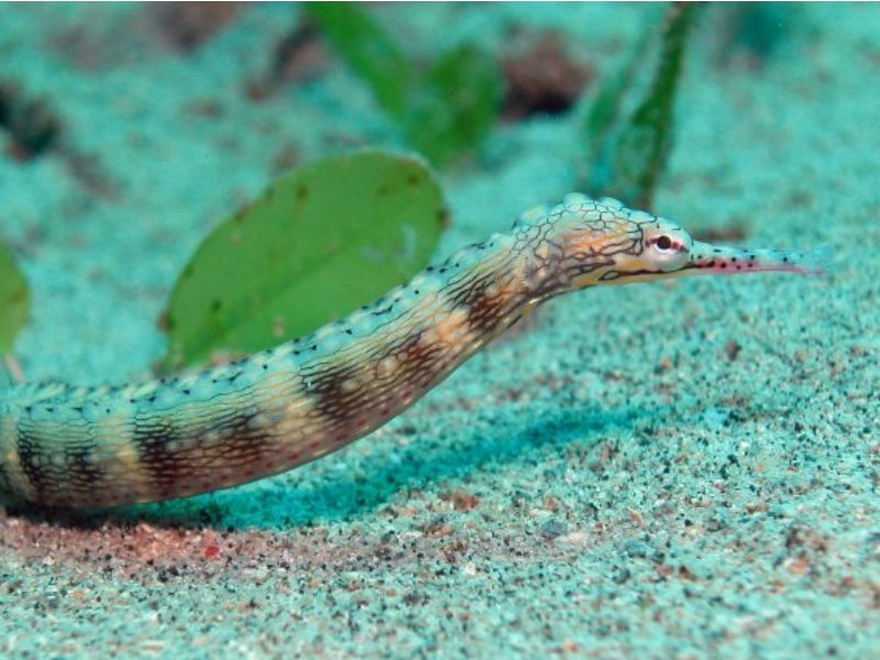 Corythoichthys intestinalis Drachenkopf-Seenadel