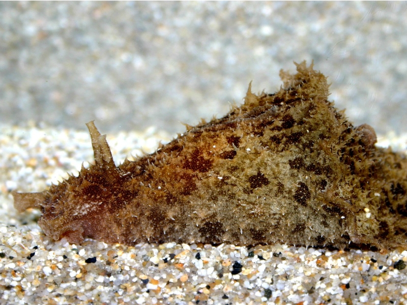 Dolabella auricularia - Seehase