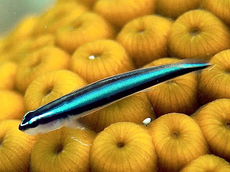 Elacatinus oceanops - Putzergrundel, Neongrundel