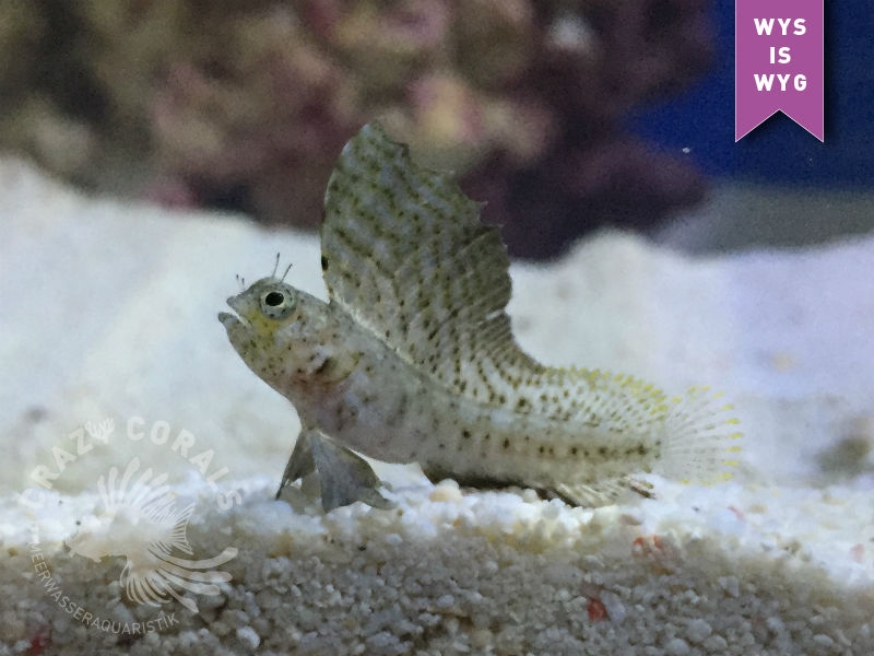 Emblemaria pandionis - Segelflossen Blenny