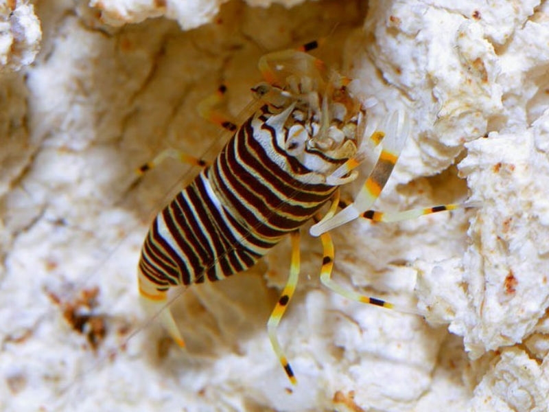 Gnathophyllum americanum - Gestreifte Harlkingarnele