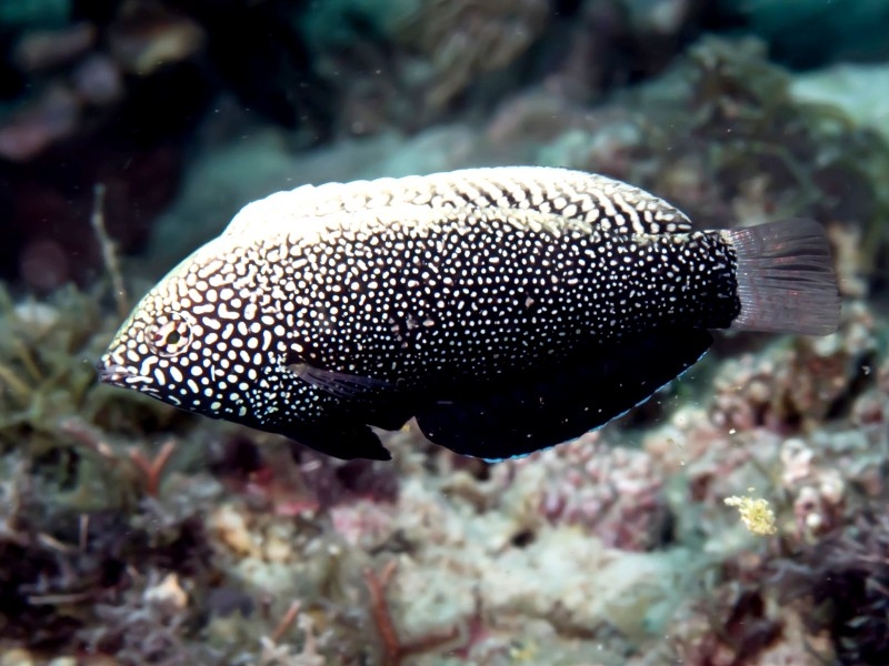 Macropharyngodon negrosensis - Schwarzer Leoparden-Junker