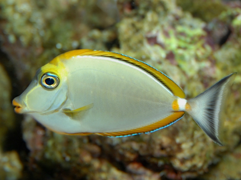 Naso lituratus - Kuhkopf Doktorfisch