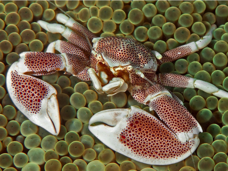 Neopetrolisthes maculatus - Fleckentupfen-Porzellankrebs