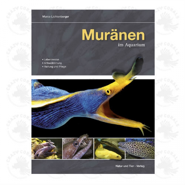 Muränen im Aquarium