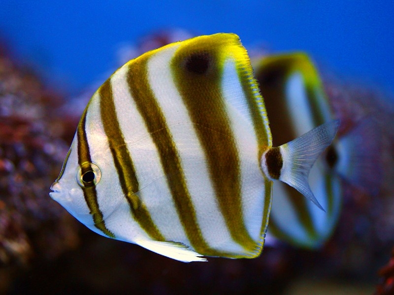 Parachaetodon ocellatus Pärchen