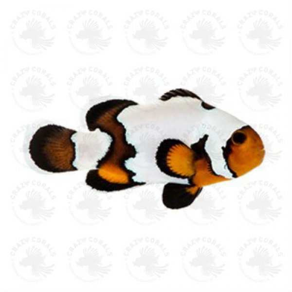 Amphiprion ocellaris Premium Blacker Ice