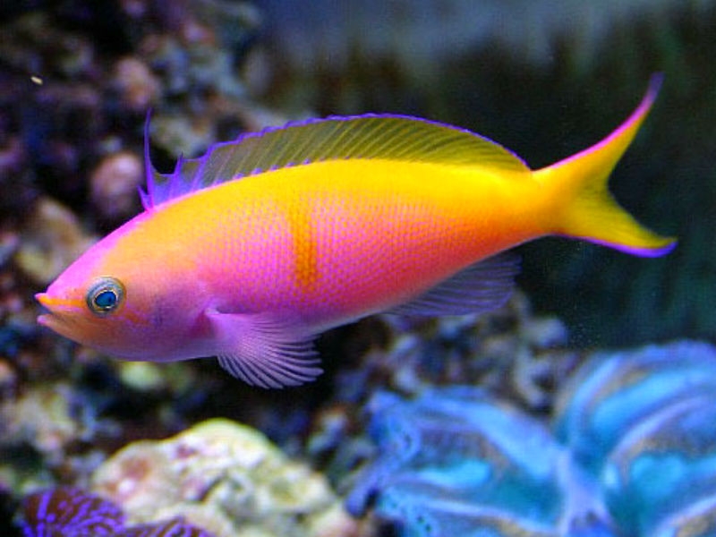 Pseudanthias bartlettorum - Bartletts Fahnenbarsch