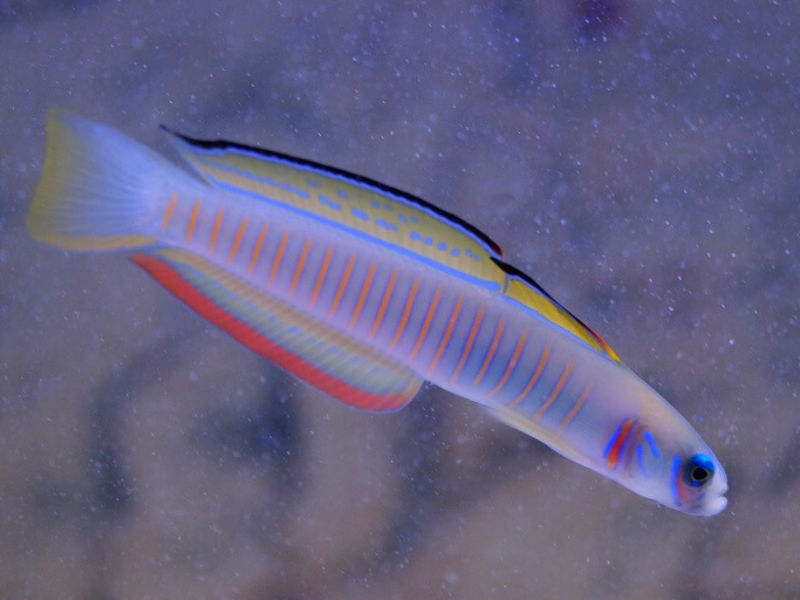 Ptereleotris zebra - Zebra Torpedogrundel