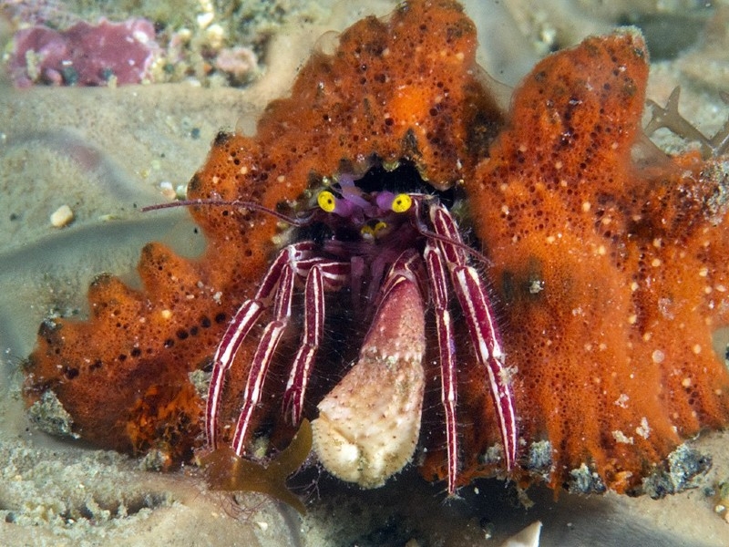 Pylopaguropsis fimbriata - Einsiedlerkrebs
