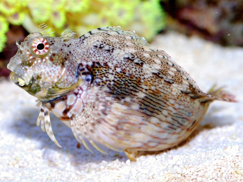 Salarias fasciatus - Juwelen-Felshüpfer