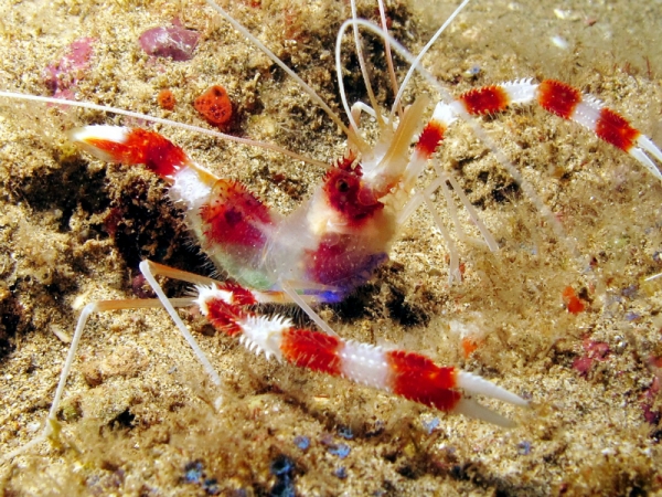 Stenopus hispidus - Gebänderte Scherengarnele