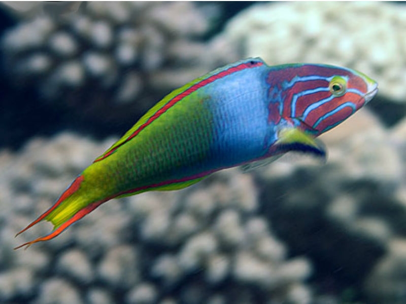 Thalassoma lutescens - Gelb-Brauner Lippfisch