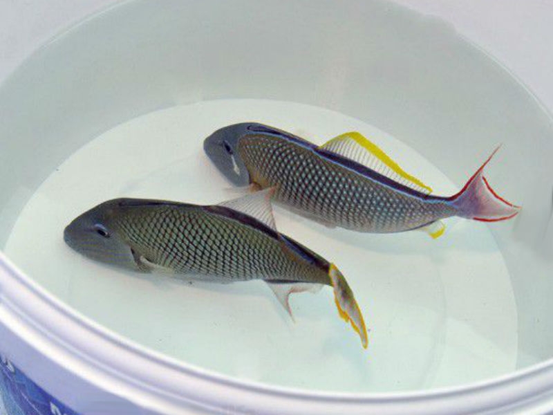 Xanthichthys mento - Drückerfisch (Pärchen)