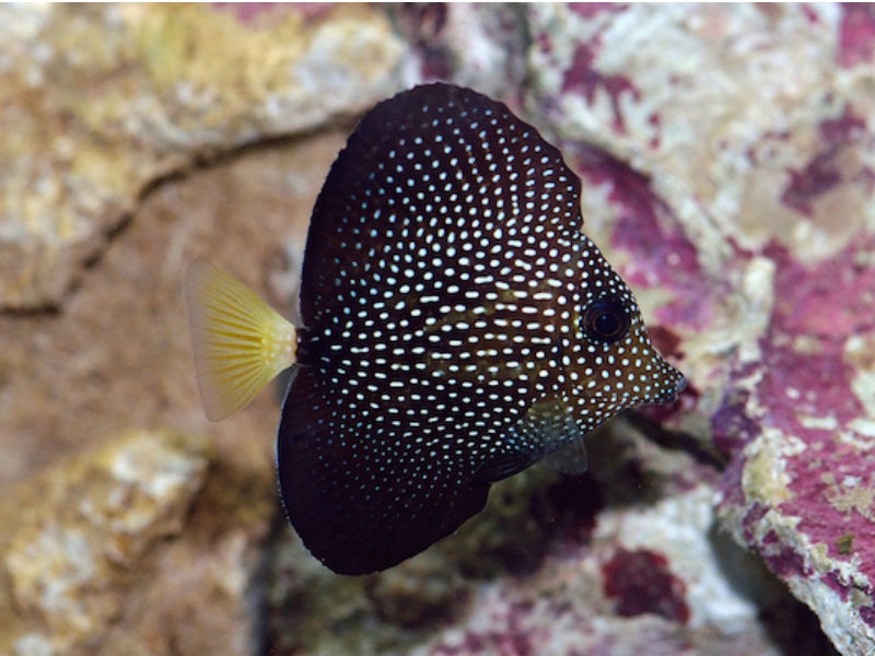 Zebrasoma gemmatum - Mauritius Segelflossen Doktor