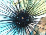 Diadema setosum - Diadem-Seeigel