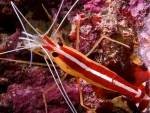 Lysmata amboinensis - Weißbandputzergarnele