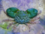 Mithraculus sculptus - Grüne Spinnenkrabbe
