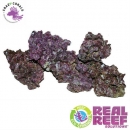 Real Reef Rock 4th Generation Mixed 1Kg