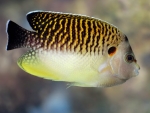 Apolemichthys kingi - Tiger-Kaiserfisch