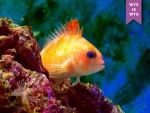 Cyprinocirrhites polyactis  - Gabelschwanz Korallenwächter