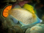 Pervagor spilosoma - Fächerschwanzfeilenfisch
