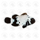 Amphiprion Ocellaris Premium Black snowflake