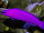 Pseudochromis fridmani - König-Salomon Zwergbarsch NZ