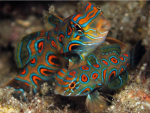 Synchiropus picturatus - LSD Mandarin-Fisch - Pärchen